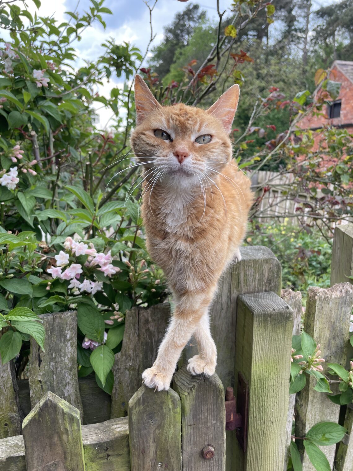 Cat stands majestically on a fence post there is greenery behind her. A rare female ginger cat